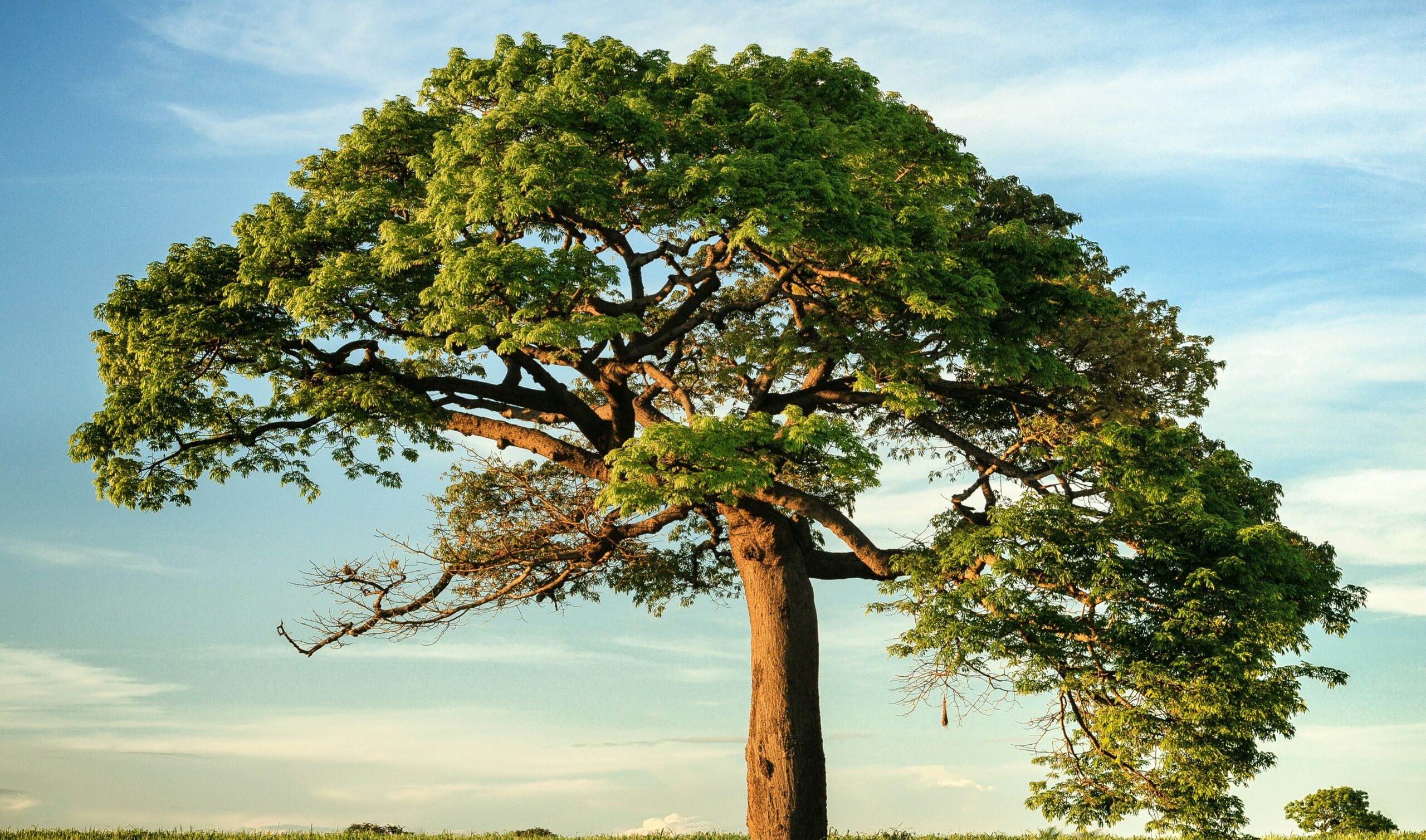 Investing in Nature: Originating and Developing Commercially Viable Projects for Environmental and Social Impact